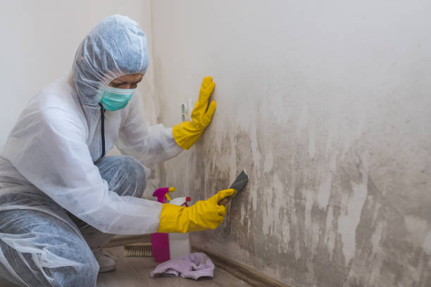 Best Attic Mold Removal  in Midway, FL