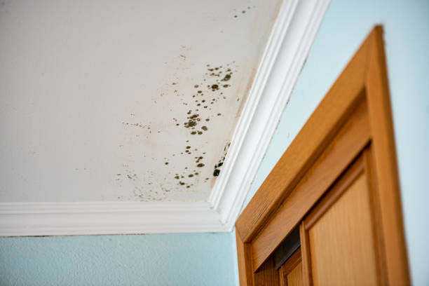 Best Office Mold Removal Services  in Midway, FL