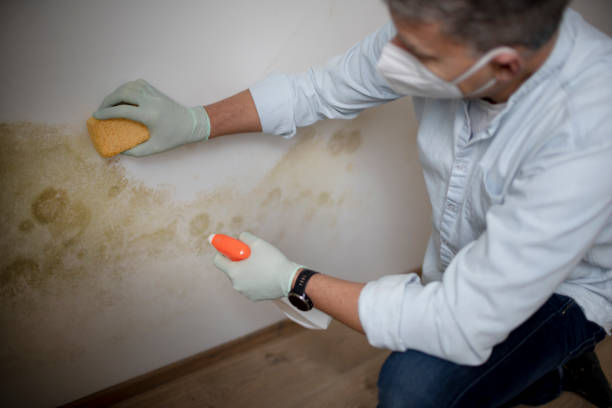 Best Certified Mold Removal  in Midway, FL