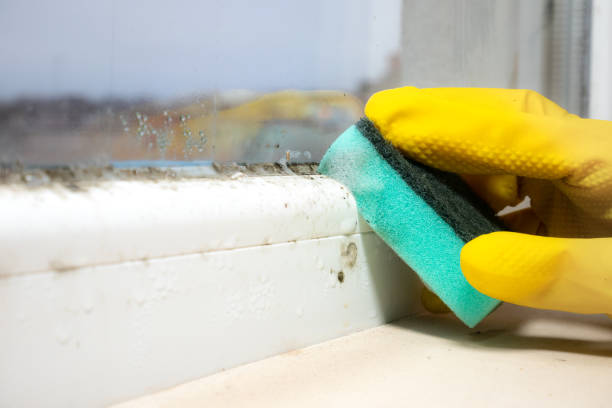 Best Mold Removal Company Near Me  in Midway, FL